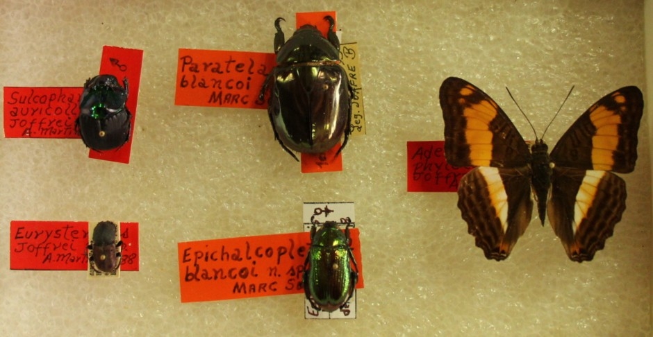 Entomología UNET mariposa