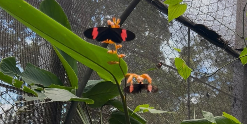 UNET MariposaUNET 003